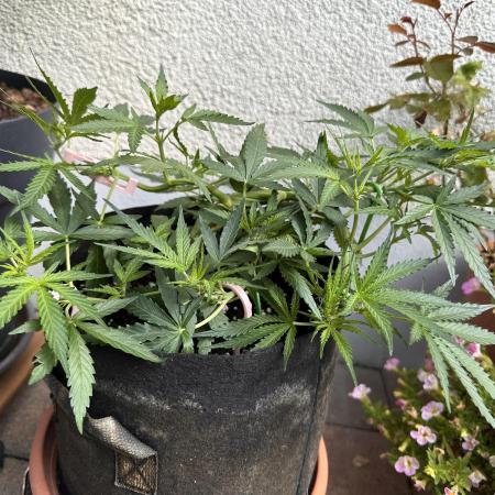 Linda Seeds Auto Gorilla Glue#4 2026 2nd