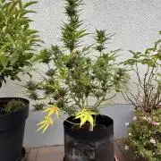 Linda Seeds Auto Gorilla Glue#4 2026 2nd