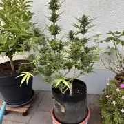 Linda Seeds Auto Gorilla Glue#4 2026 2nd