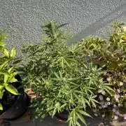 Linda Seeds Auto Gorilla Glue#4 2026 2nd