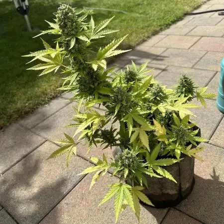 Autorora 2025 - Auto Northern Light
