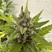 Linda Seeds Auto Gorilla Glue#4 2026 2nd