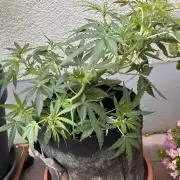 Linda Seeds Auto Gorilla Glue#4 2026 2nd