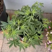 Linda Seeds Auto Gorilla Glue#4 2026 2nd