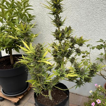 Linda Seeds Auto Gorilla Glue#4 2026 2nd