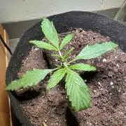 Linda Seeds Auto Gorilla Glue#4 2026 2nd