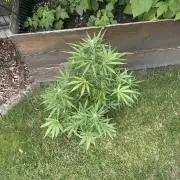 Linda Seeds Auto Gorilla Glue#4 2026 2nd