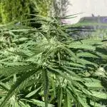 Linda Seeds - Auto Amnesia secondtry 2025
