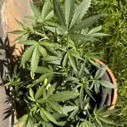 Linda Seeds Auto Gorilla Glue#4 2026 2nd
