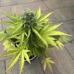 Autorora 2025 - Auto Northern Light