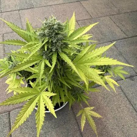 Autorora 2025 - Auto Northern Light