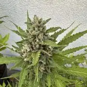 Linda Seeds Auto Gorilla Glue#4 2026 2nd