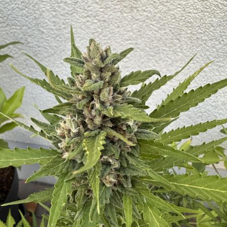 Linda Seeds Auto Gorilla Glue#4 2026 2nd