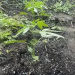 Late guerilla grow
