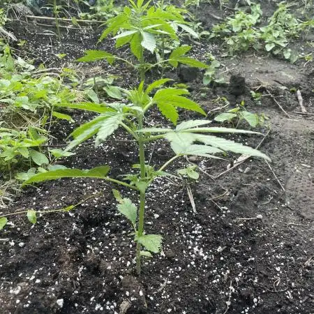 Late guerilla grow
