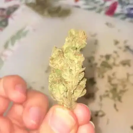 Late guerilla grow