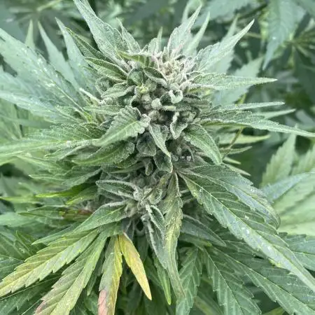 Late guerilla grow