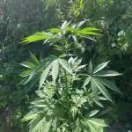 Late guerilla grow