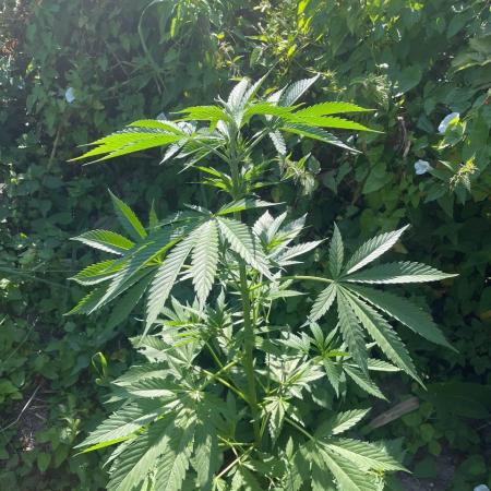 Late guerilla grow
