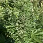 Late guerilla grow