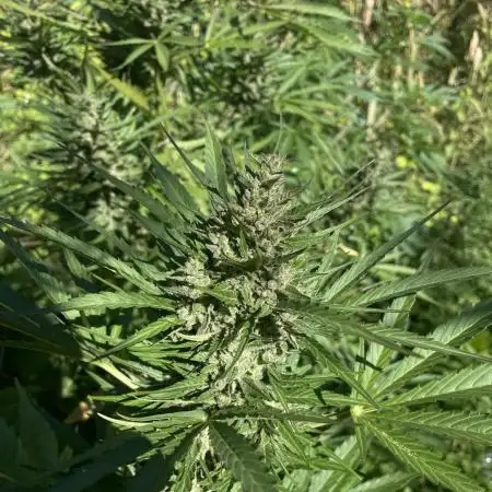 Late guerilla grow