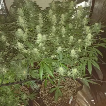 Round 2, Flower!
