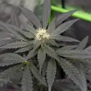 Lemon Cherry Runtz - Fastbuds Clone