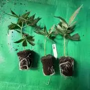 Lemon Cherry Runtz - Fastbuds Clone