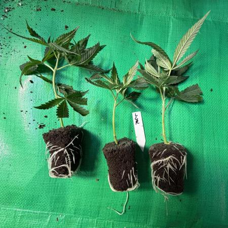 Lemon Cherry Runtz - Fastbuds Clone