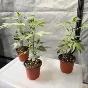 Papayton - Fastbuds Clone