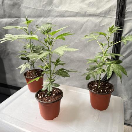 Papayton - Fastbuds Clone