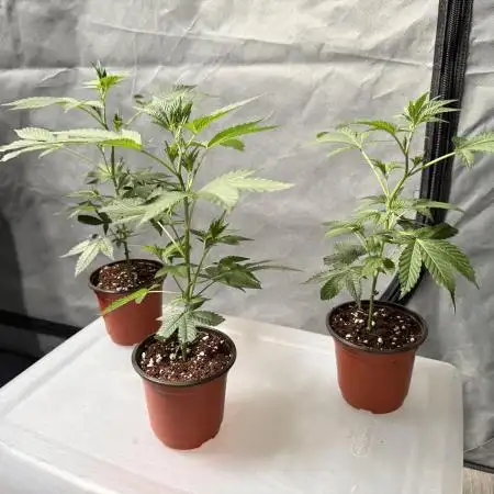 Papayton - Fastbuds Clone