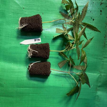 Biscotti Gelato - Fastbuds Cllne