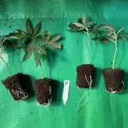 Papayton - Fastbuds Clone