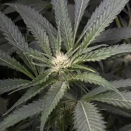 Kiwi Lime 1 - Mephisto Genetics Tester