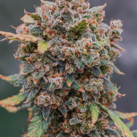 Z-Up - Fastbuds