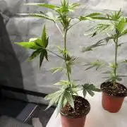 Lemon Cherry Runtz - Fastbuds Clone