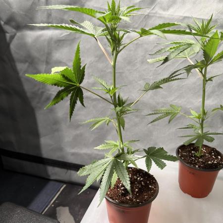 Lemon Cherry Runtz - Fastbuds Clone