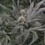 Frostbanger - Fastbuds
