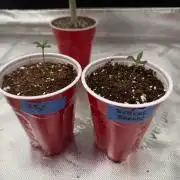 Butter’s Breath - Mephisto