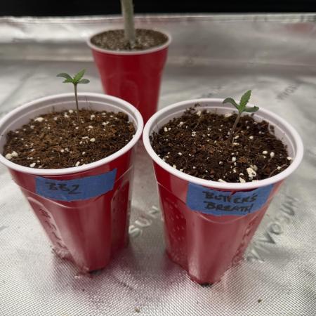 Butter’s Breath - Mephisto