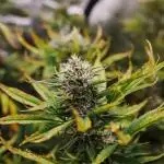FBA2504 - Fastbuds Tester