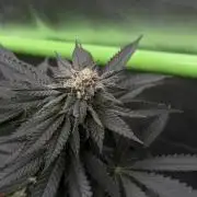 Biscotti Gelato - Fastbuds Cllne