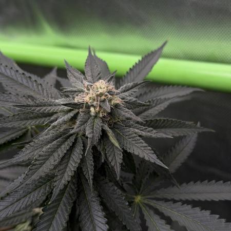 Biscotti Gelato - Fastbuds Cllne