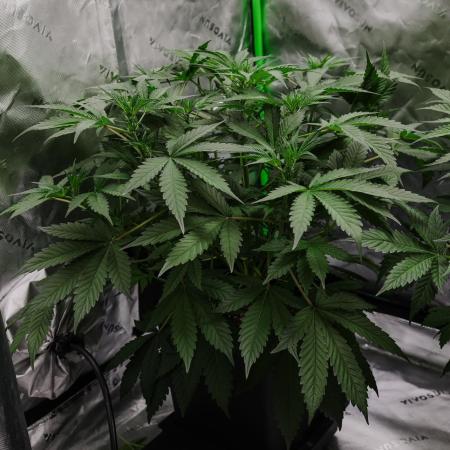 Lord of the Runtz - Mephisto Genetics