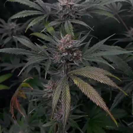Frostbanger - Fastbuds