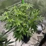 Kiwi Lime 1 - Mephisto Genetics Tester