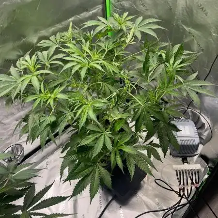 Kiwi Lime 1 - Mephisto Genetics Tester