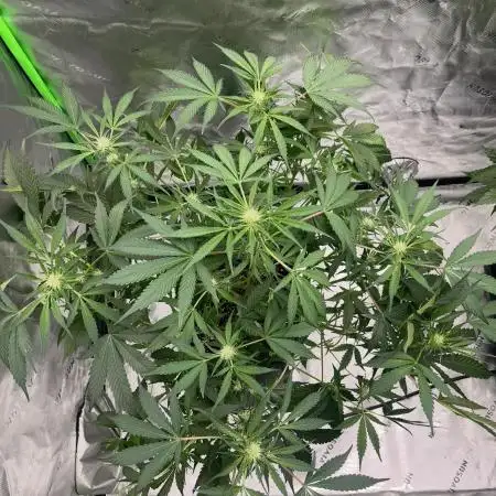 Lord of the Runtz - Mephisto Genetics