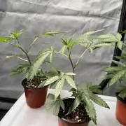 Biscotti Gelato - Fastbuds Cllne